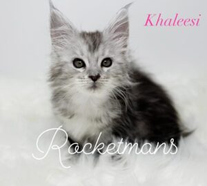 Khaleesi, female high silver tabby Maine Coon kitten