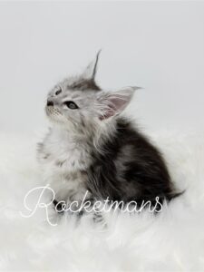 Khaleesi, female high silver tabby Maine Coon kitten