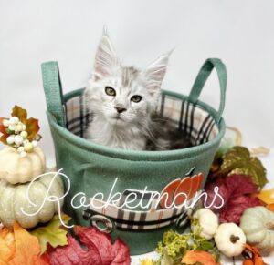 Khaleesi, female high silver tabby Maine Coon kitten sitting in a basket with a fall theme