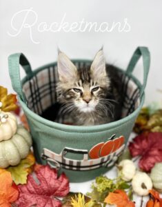 Samwell, male brown tabby Maine Coon kitten sitting in a basket with a fall theme