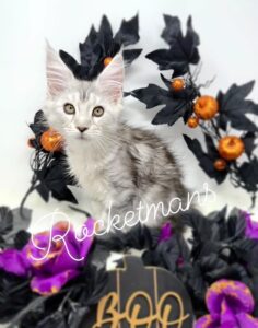 Khaleesi, female high silver Maine Coon kitten with halloween decorations