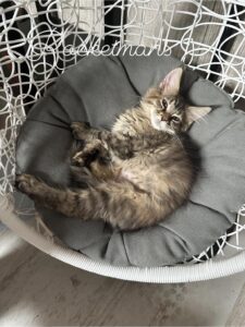 Arya laying in a swinging chair