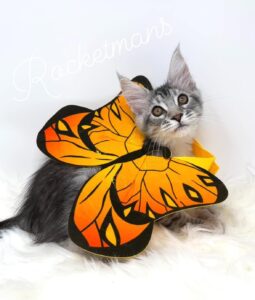 Gilly wearing a butterfly costume