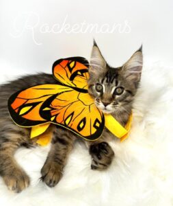 Sansa wearing a butterfly costume