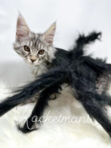 Oberyn wearing a spider costume