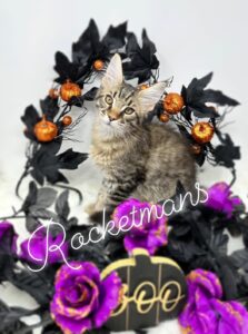 Margaery with halloween decorations