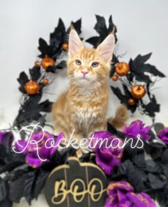 Tormund with halloween decorations