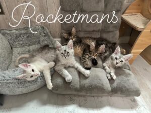 Group of Maine Coon kittens