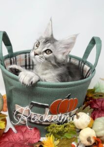 Gilly sitting in a fall basket