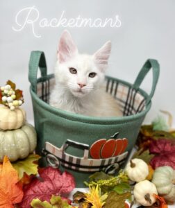 Tyrion sitting in a fall basket