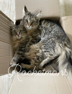 Margery and Cersei laying in a cardboard box