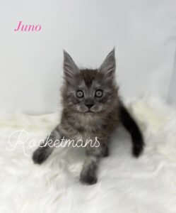 Juno, female black smoke Maine Coon kitten
