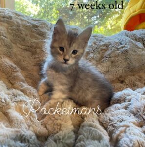 Hades, male high silver black tabby Maine Coon kitten 7 weeks old