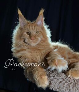 Ventura House Narnia Solid Red Female Maine Coon